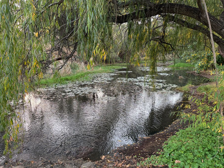 Cultural Flows in Western Australia