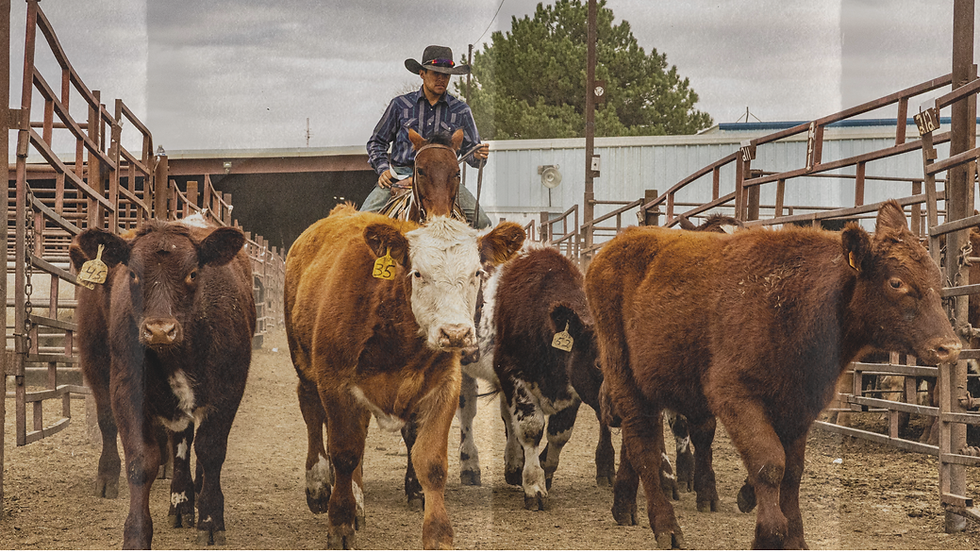 MITCHELL LIVESTOCK MARKETING.png