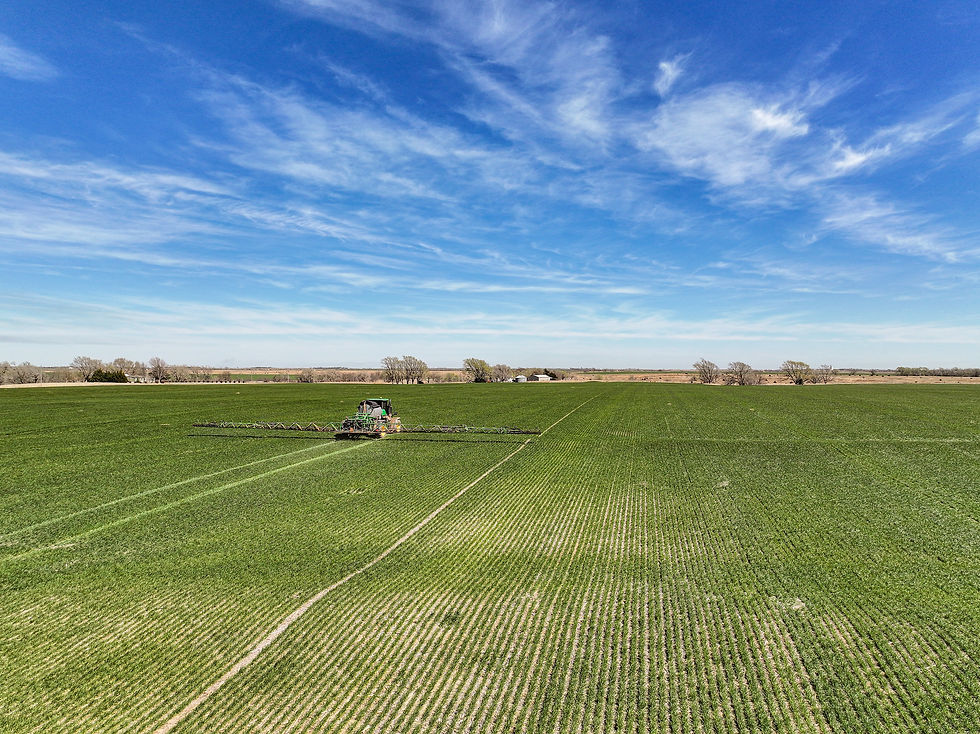 Crop of certified wheat seed growing