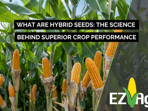 What are Hybrid Seeds: The Science Behind Superior Crop Performance