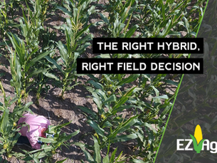 Making the Right Hybrid, Right Field Decision on your Farm