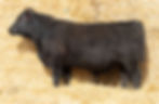 Gunsight-958.jpg