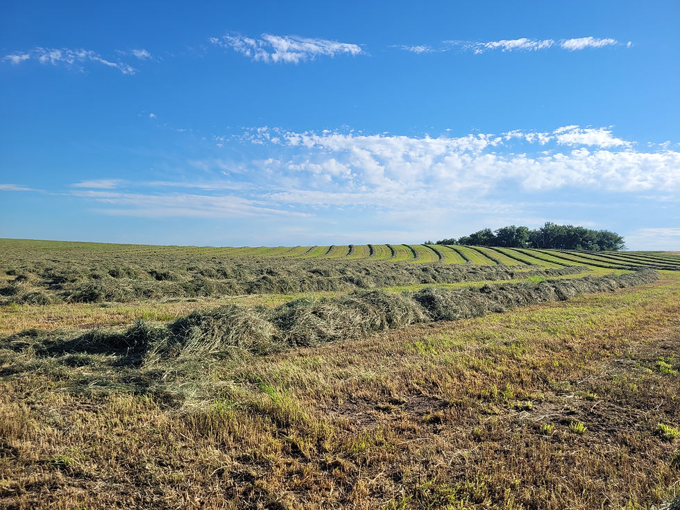 Windrows_Bgrass pivot.jpg