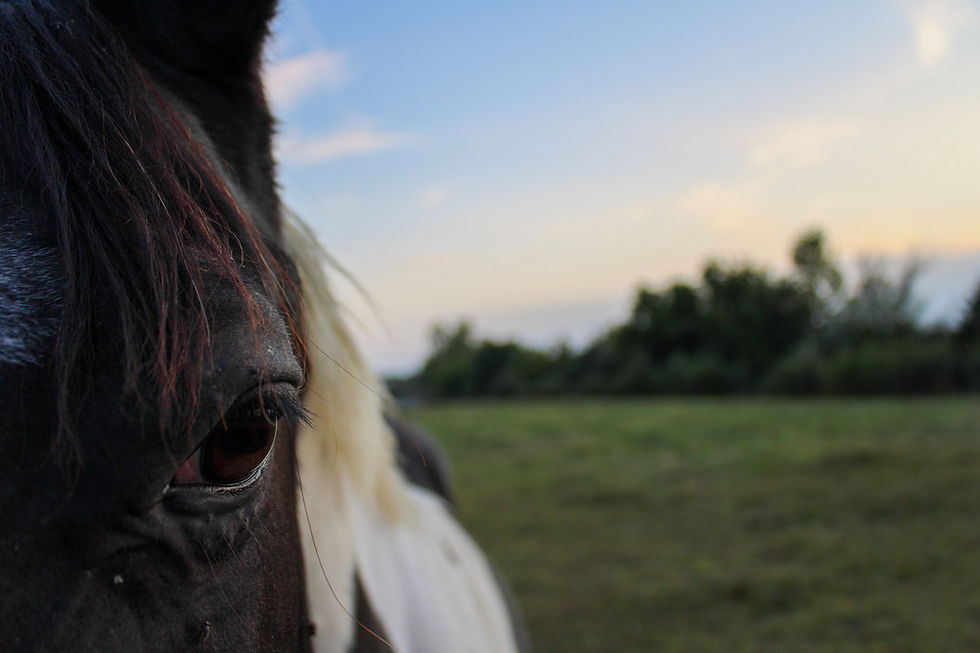 54855595365_f03b32d334_k