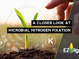 What Does Pivot Bio Do: A Closer Look at Microbial Nitrogen Fixation
