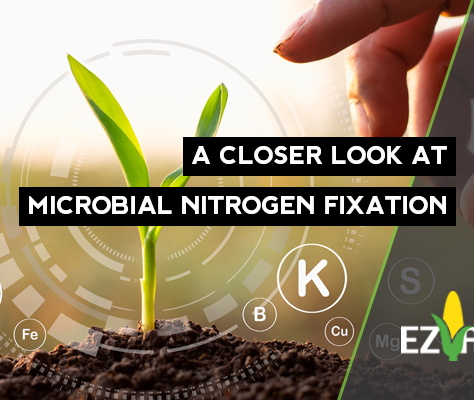 What Does Pivot Bio Do: A Closer Look at Microbial Nitrogen Fixation