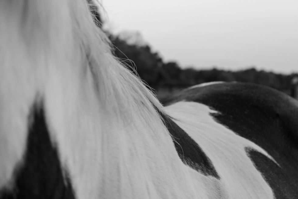 54804642576_7dd870084b_k