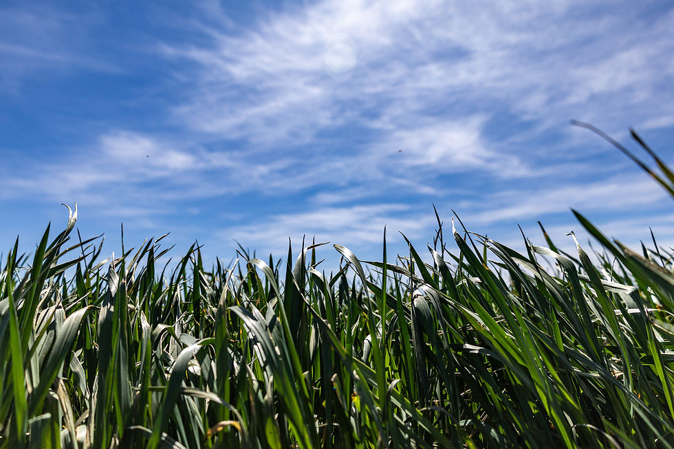 Growing wheat with a blue sky