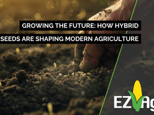 Growing the Future: How Hybrid Seeds are Shaping Modern Agriculture
