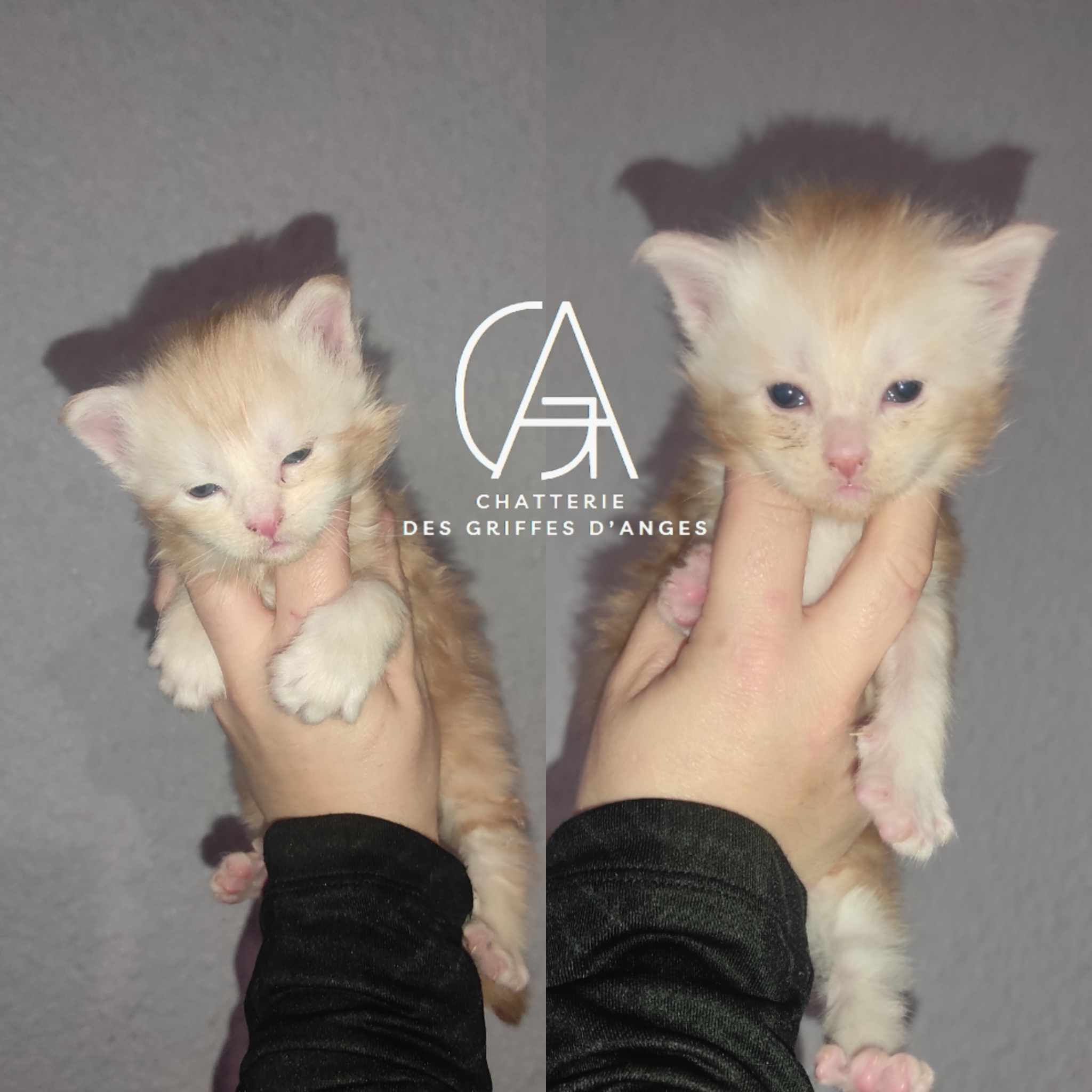 Chaton Mâle Maine Coon LOOF ( Collier Rose )