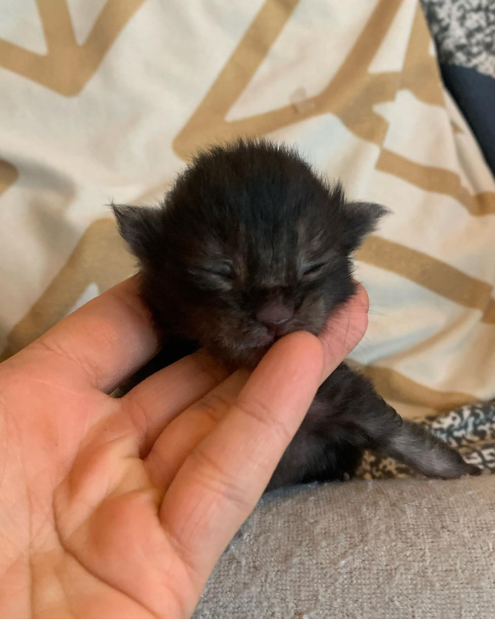 Miniature : Titi
