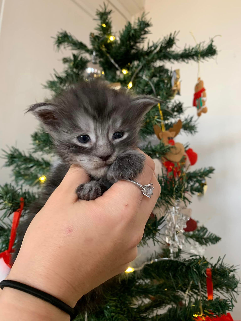 Miniature : Marley