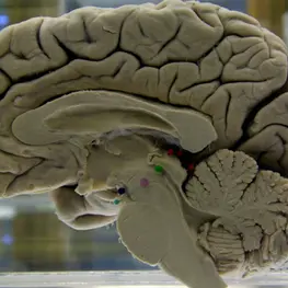 Challenging your brain helps keep it healthy. Here’s how to do it