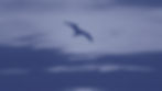 seabird flying_edited_edited.jpg