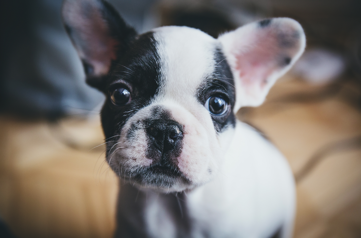 Young Pup.png