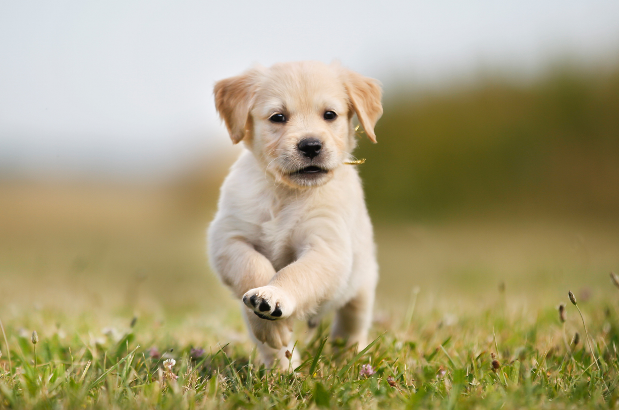 Puppy 13.png