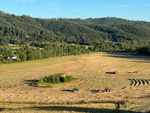 crop looking down.jpg