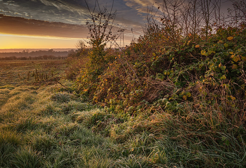 Winter Morning Chevening