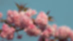 Pink Cherry BLossom 2021.jpg