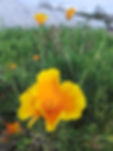 Pavot de Californie