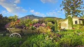 Cultivating Creativity: The Art of Growing in Santa Barbara