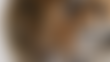 Unleash Your Inner Wild: How Animals Can Spark Your Creativity