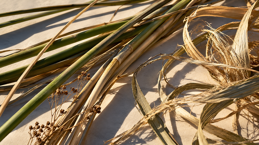Conceptual close-up editorial artwork of loose rush-like stems and fibers on cream paper; no basket or cultural artifact depicted.