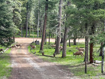 8 deer crossing driveway