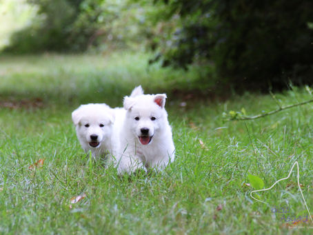 Socialisation des chiots Berger Blanc Suisse en plein air dans notre élevage en Bretagne.