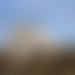 élevage Berger Blanc Suisse en Bretagne cadre naturel