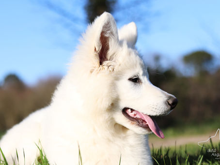 chiot Berger Blanc Suisse LOF équilibré dans un élevage Berger Blanc Suisse Bretagne