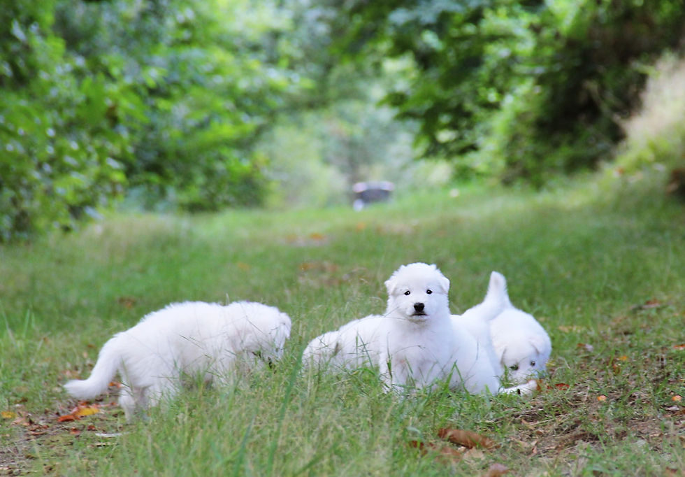 chiot-berger-blanc-suisse-bleizi-asgard.jpg