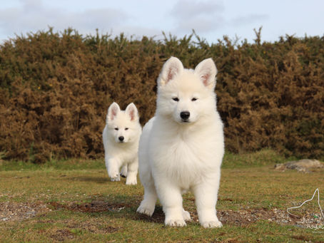 Chiots Berger Blanc Suisse élevés en Bretagne dans un cadre familial