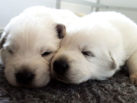 prix chiot Berger Blanc Suisse en Bretagne élevage familial