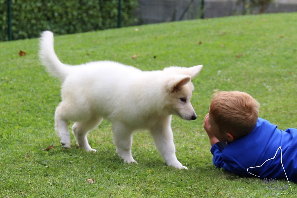 chiot berger blanc suisse avec enfant socialisation