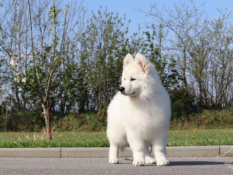 Chiot Berger Blanc Suisse attentif prêt pour une première adoption en famille.