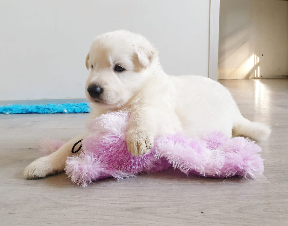 préparer l’arrivée d’un chiot Berger Blanc Suisse à la maison en Bretagne