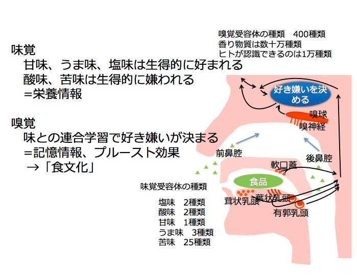 味覚記憶仕組み _ 味覚と記憶の関係 , 味に関わるおいしい話① 味覚とは？ – NQZJBQ