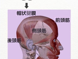 頭皮が動かないって本当?健康な髪のためにできること