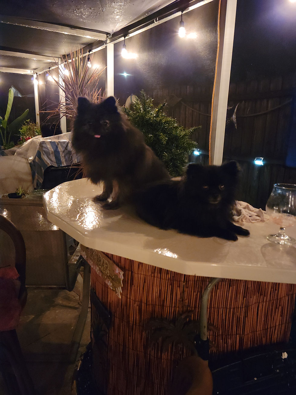 Pomeranians on Tiki Bar