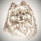 small-pomeranian-hand-drawing-vector-13464748-1_edited.jpg