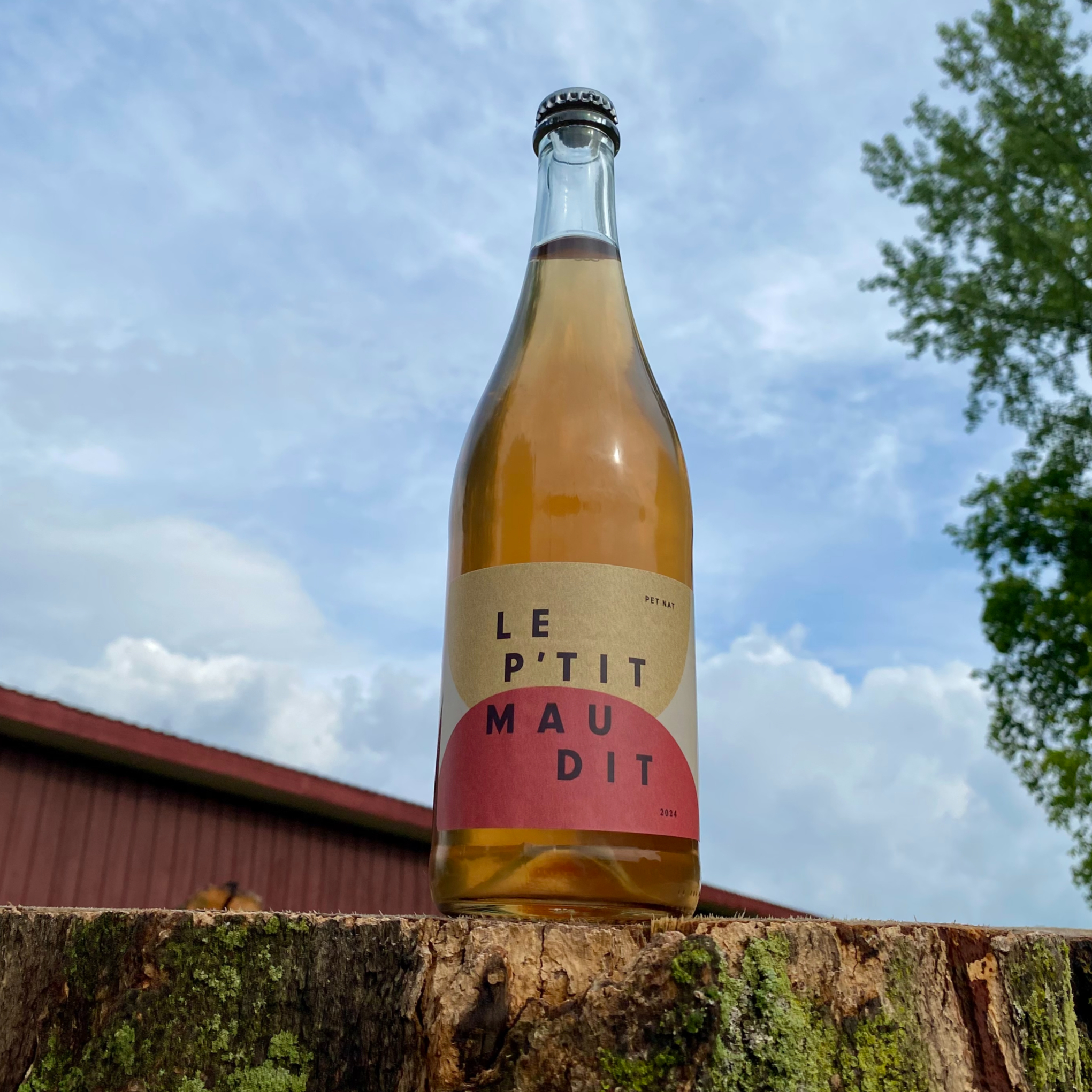 P'TIT MAUDIT 2024 - vin pétillant naturel blanc