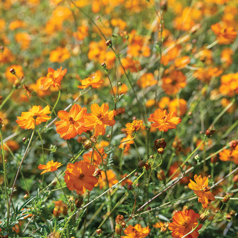 Cosmos orange «Bright lights» 9-PACK