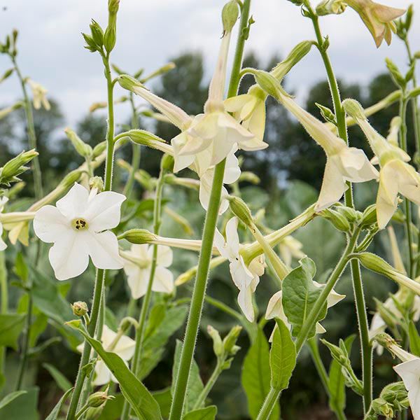 Nicotine «Jasmine Scented» 6-PACK