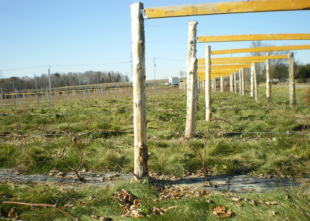 Fin d'automne au vignoble