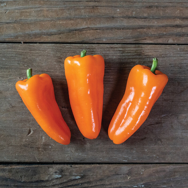 Poivron MINI orange «Orange Delite» UNITÉ