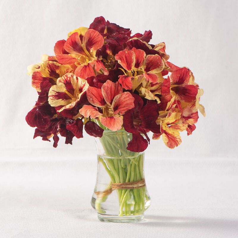 Capucine «Bloody Mary» 9-PACK
