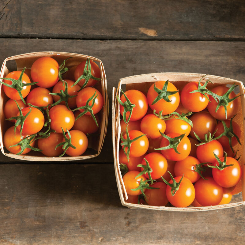 Tomate cerise Orange «Sun Gold» UNITÉ