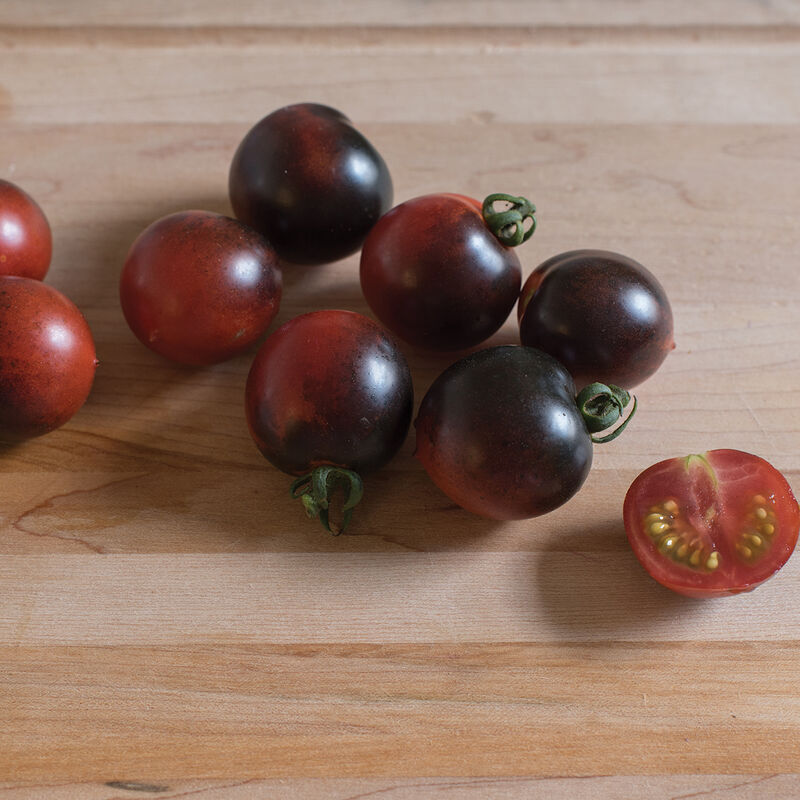 Tomate cerise Pourpre «Indigo Rose» UNITÉ