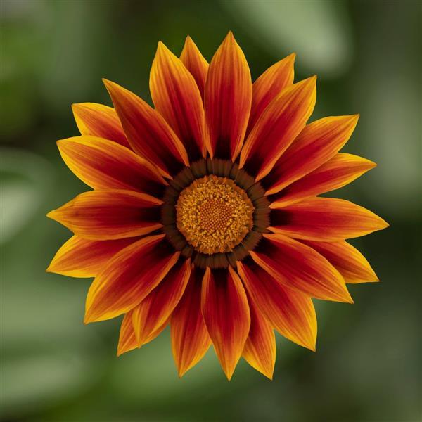 Gazania 6-PACK